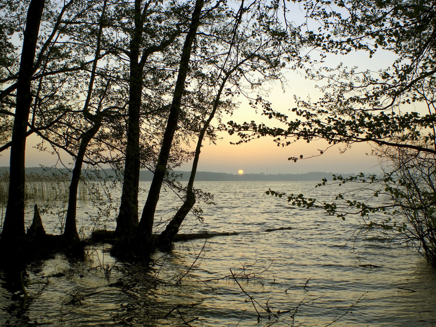 деревья, солнце, водоём, горизонт, минорно, закат, ветки, вода