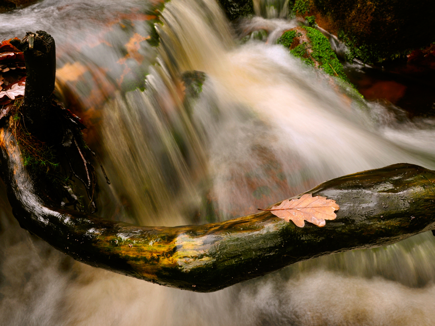 осень, ветки, природа, поток, листва, камни, ручей