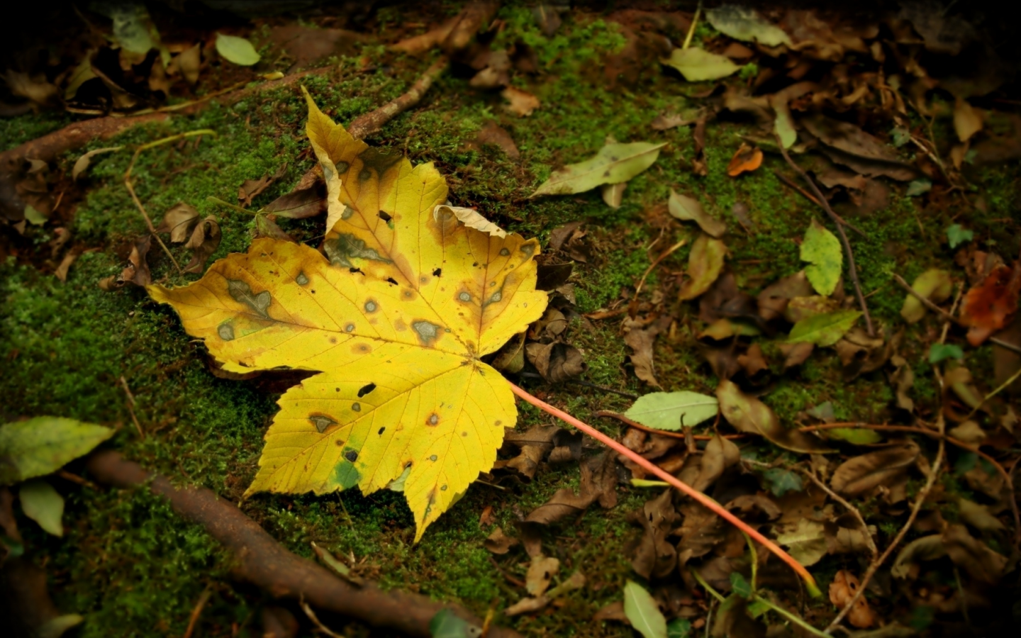 лес, природа, парк, осень, листья, макро, осенние обои, земля
