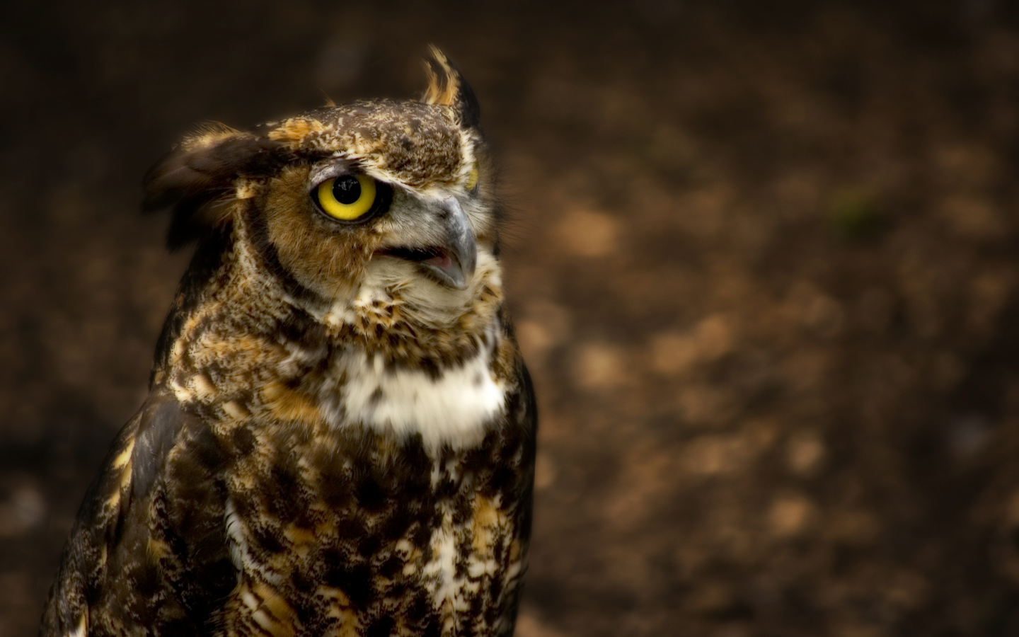ушастая, сова, great horned owl