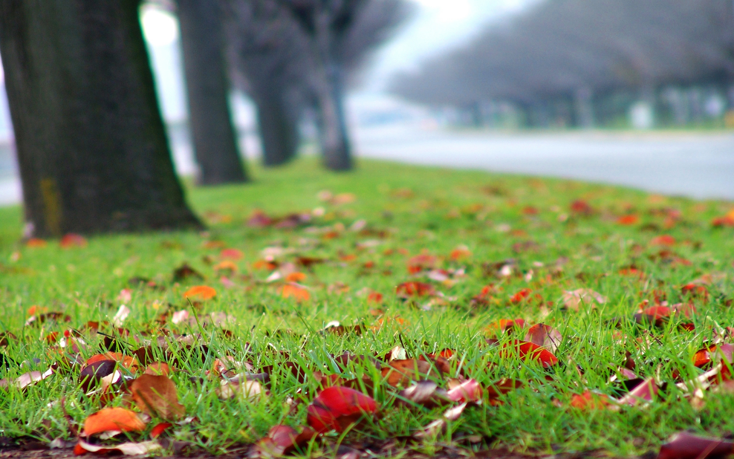 осень, размытость, разноцветные, дорога, посадки, опавшие листья, деревья, время года, газон, трава