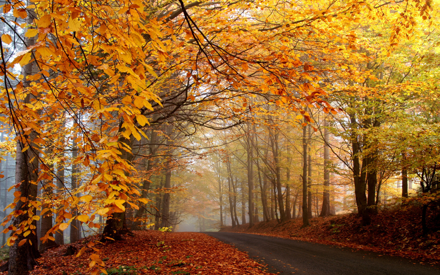 деревья, туман, жёлтая, опавшая, листва, дорога, оранжевая, осенняя
