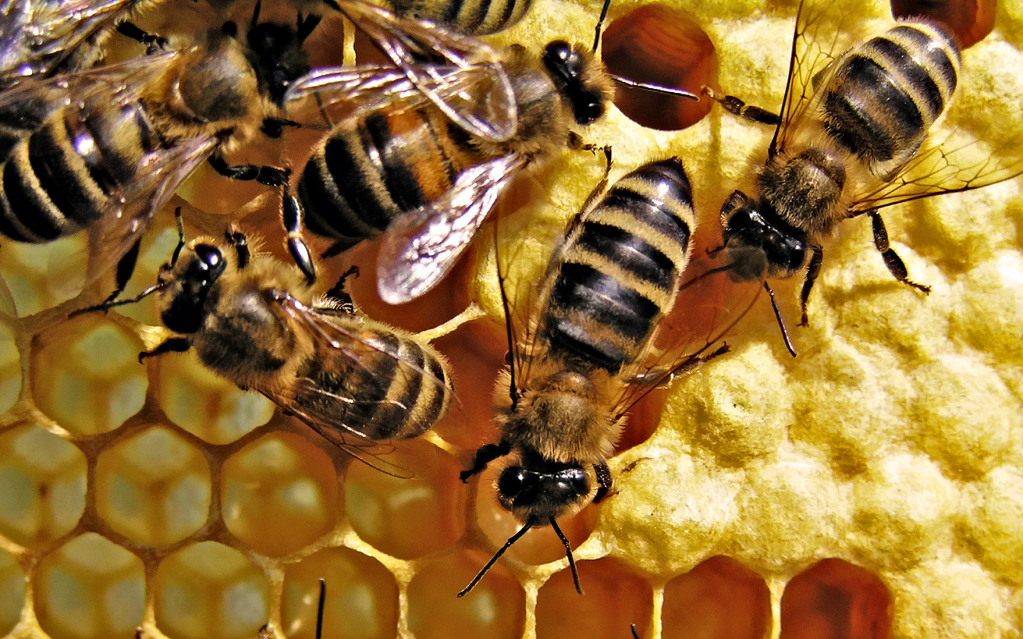 мёд, пчёлы, улий, соты, насекомые