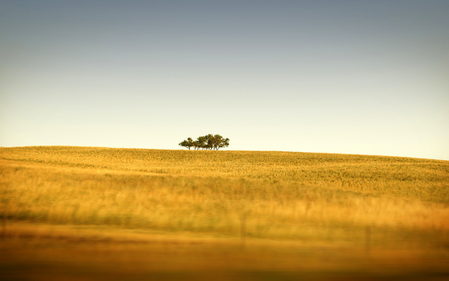 трава, холмы, природа, горизонт, пейзажи, дерево, деревья, поле, tilt-shift, поля, фото