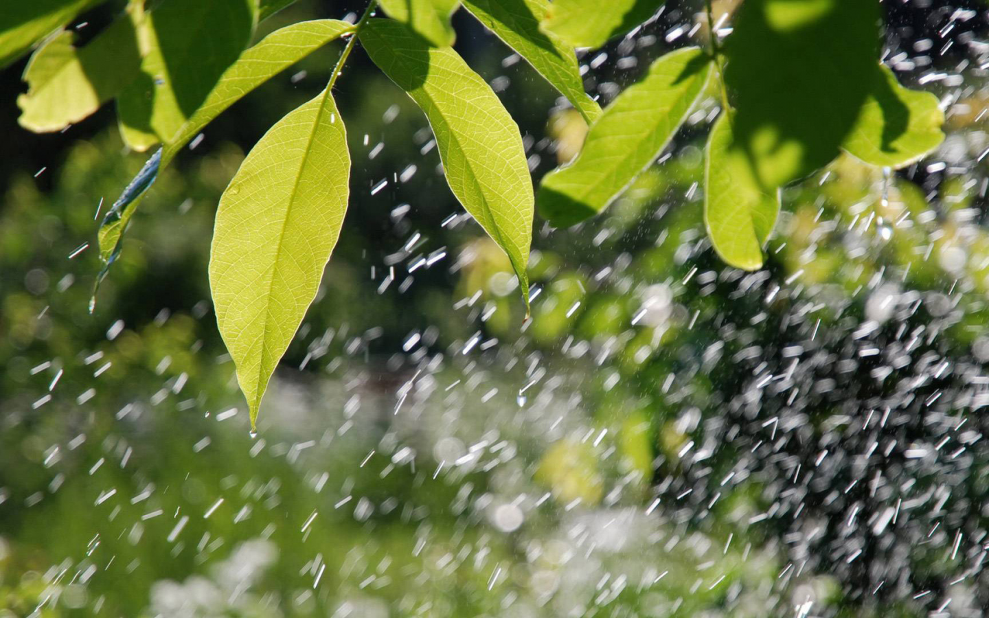 дождь, мокрые, на ветке, листья, зелень