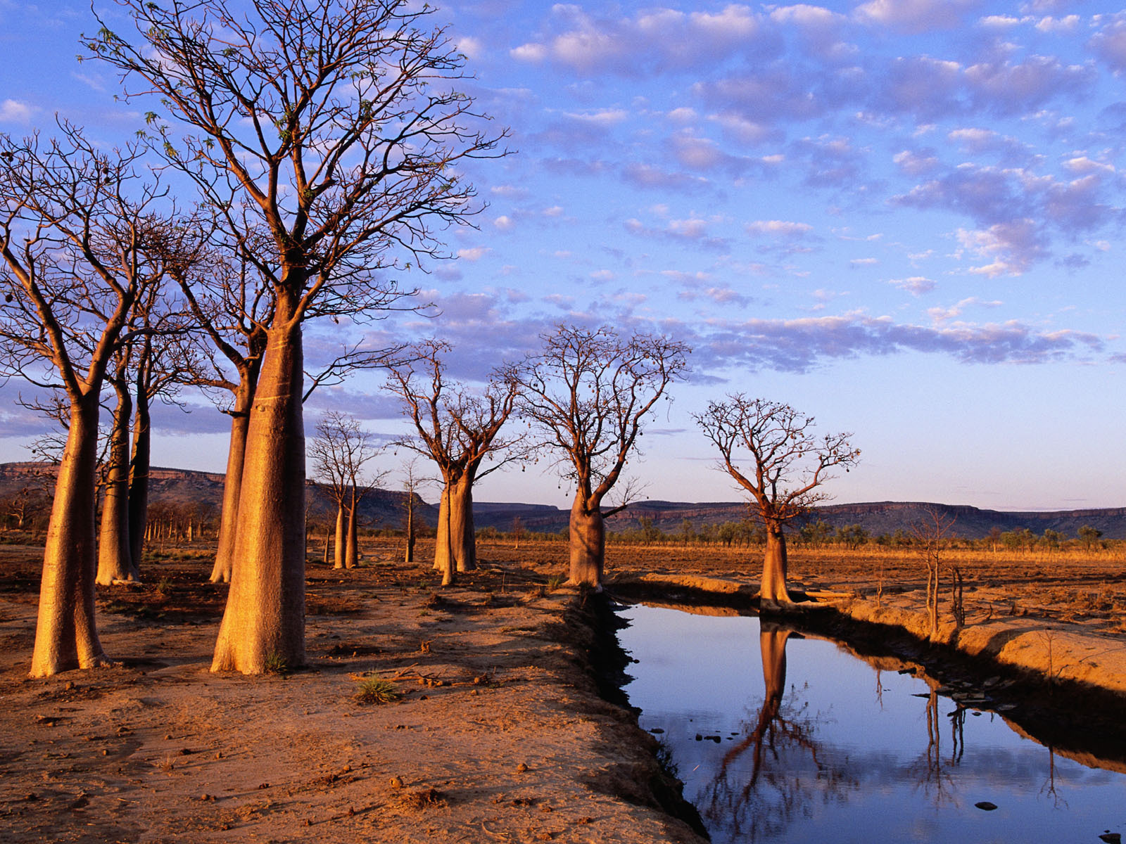 on kimberley plateau, australia, boab trees