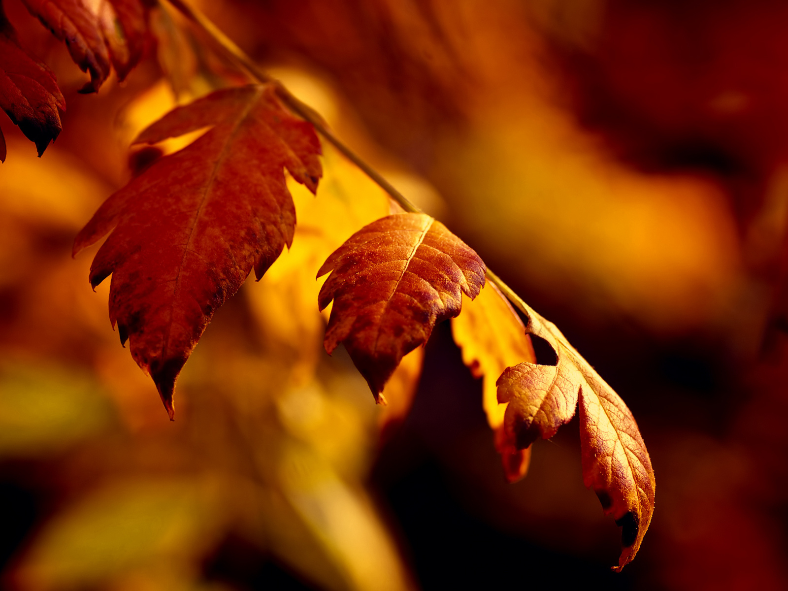 веточка, боке, листья, осень