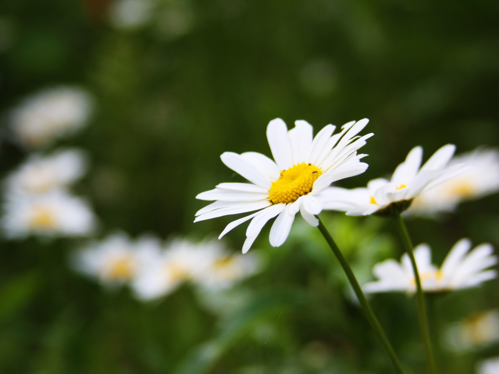 ромашка, зелень, ромашки, тепло, summer, лето, запах лета, трава, camomile, цветы, flowers