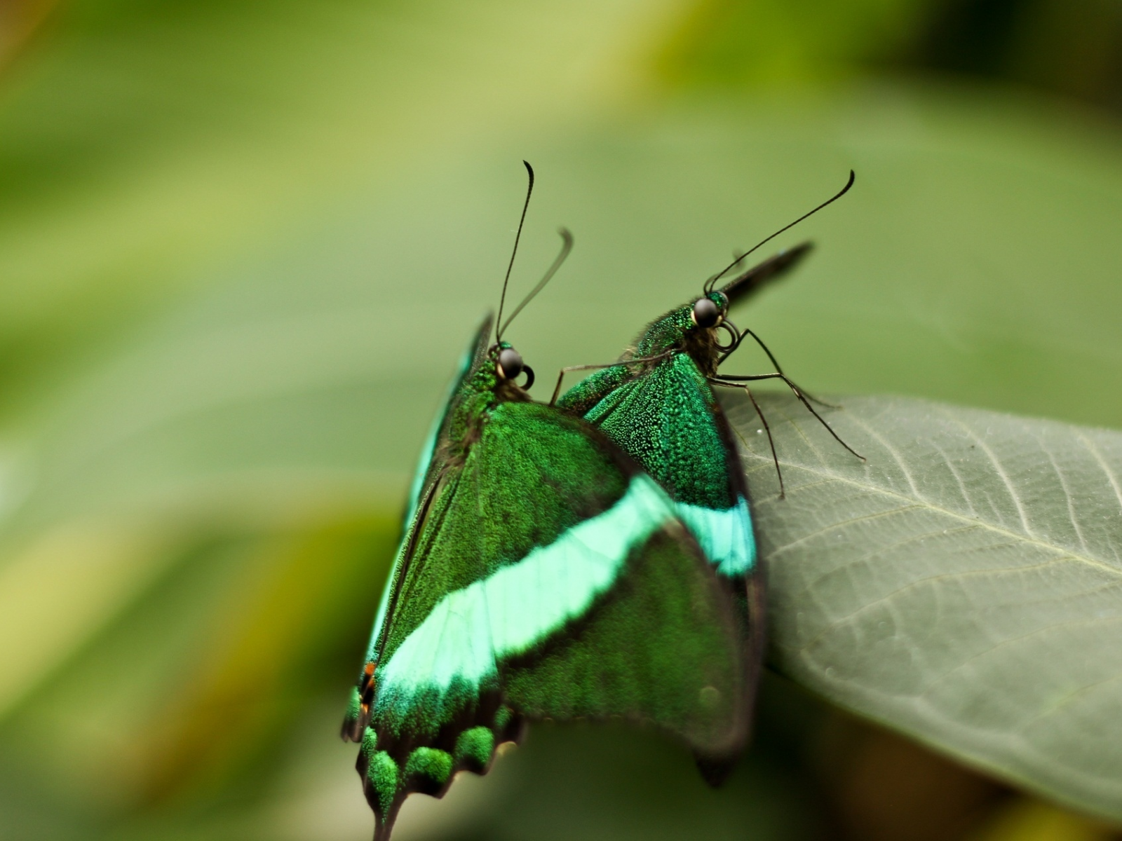 macro, бабочки, leaf, макро, insects, nature, 1920x1272, природа, butterflies, листок, насекомые