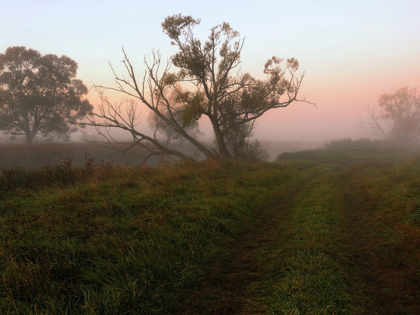 поле, туман, дерево, утро