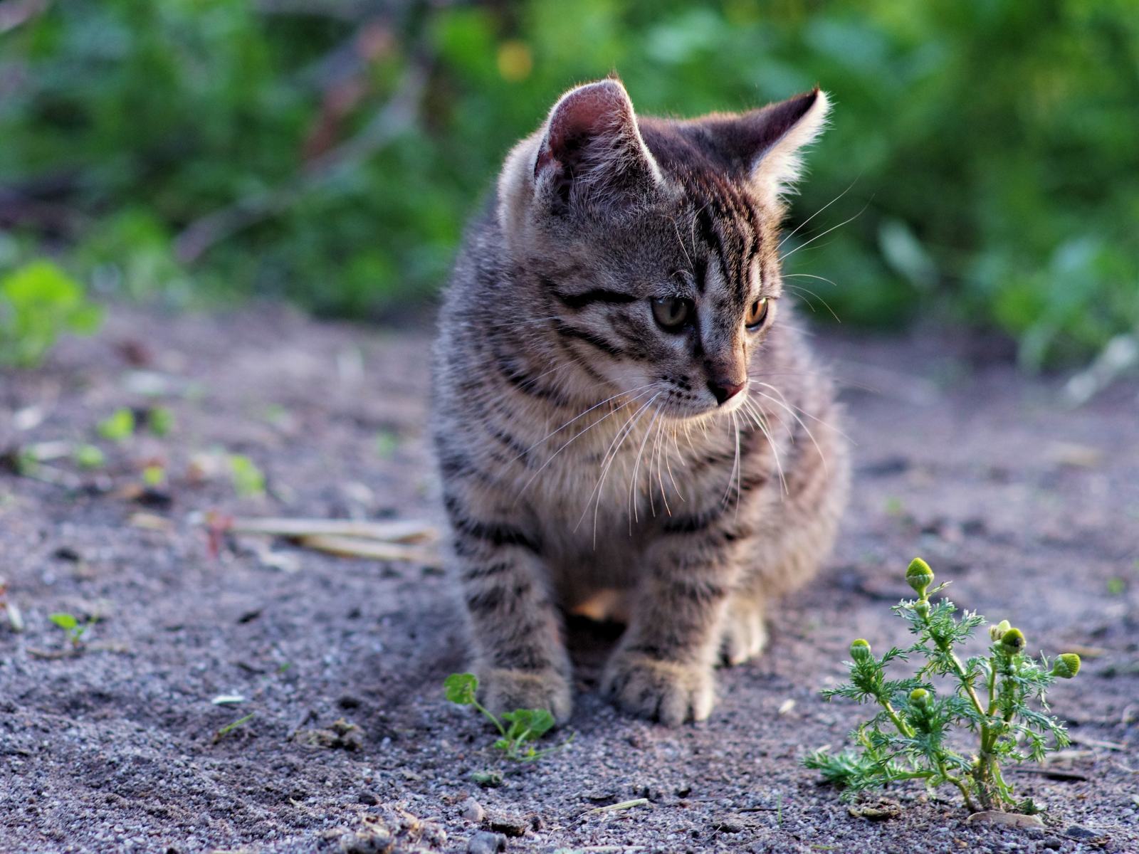 Кошки, котята