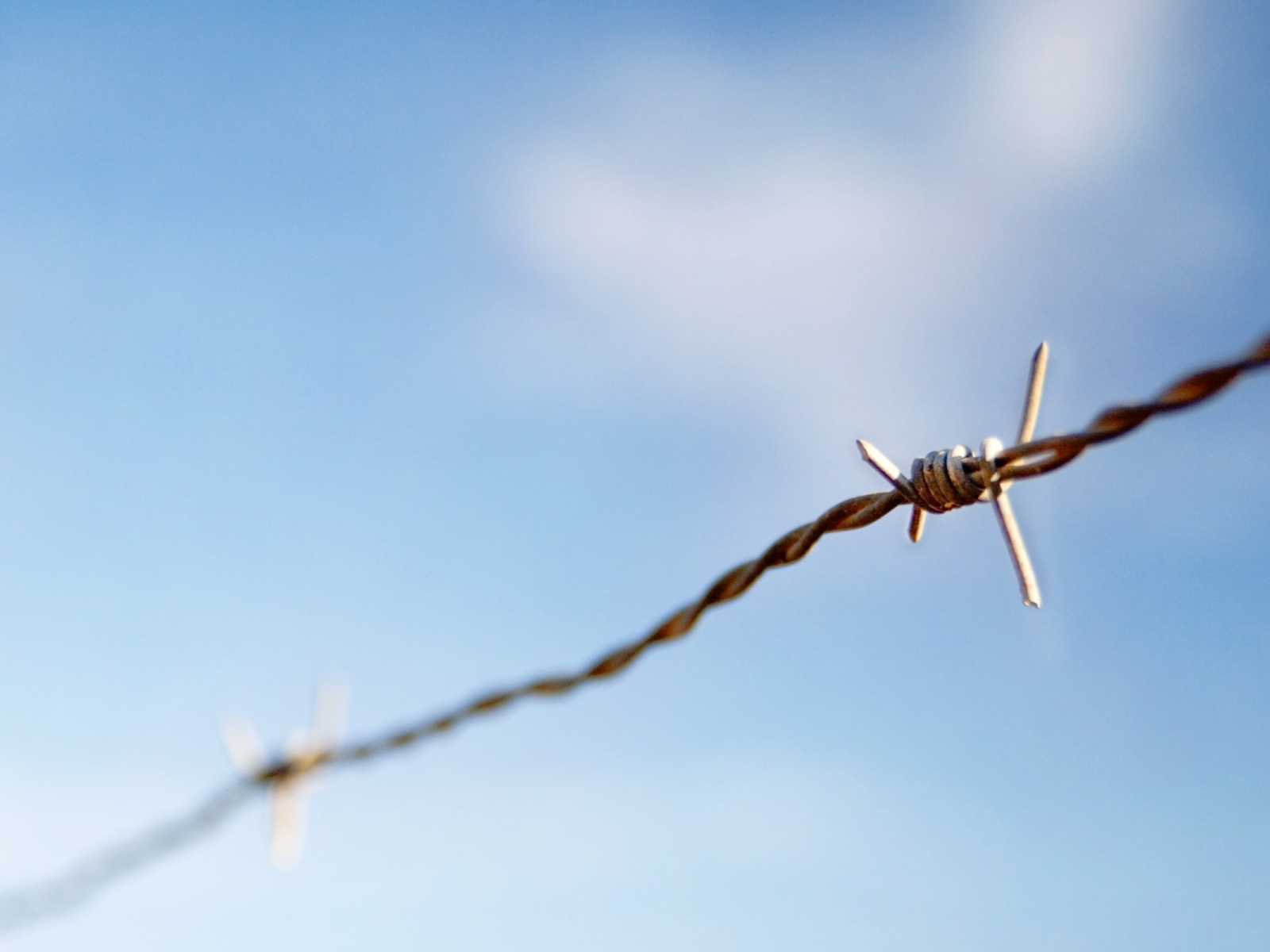 sky, focus, 2560x1600, macro, фокус, небо, колючая проволока, barbed wire, макро