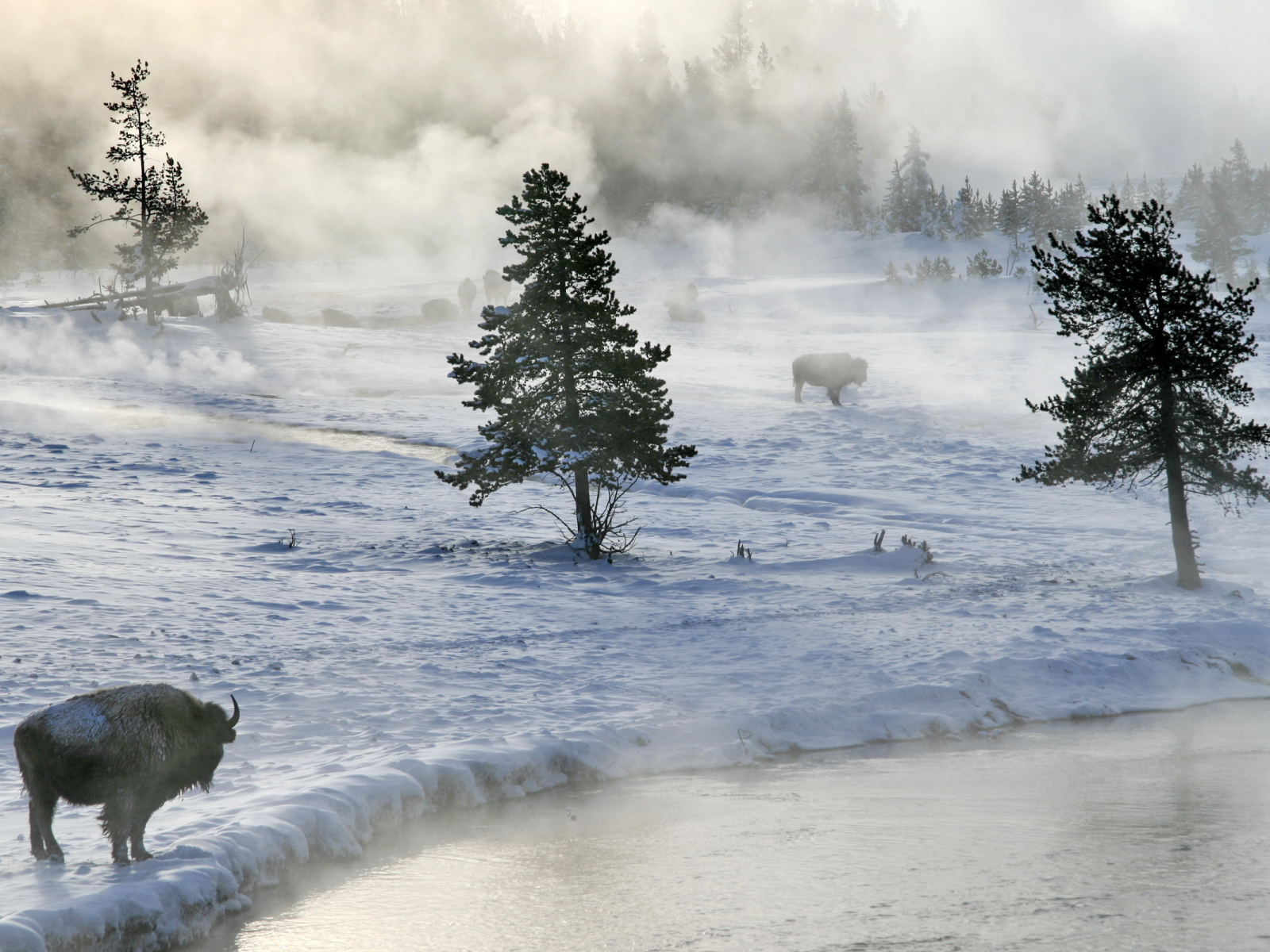зима, река, снег, туман, бизоны
