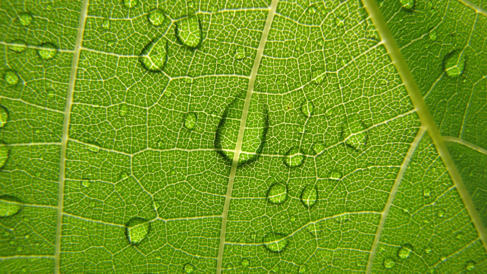 виноградный лист, зеленый, растения