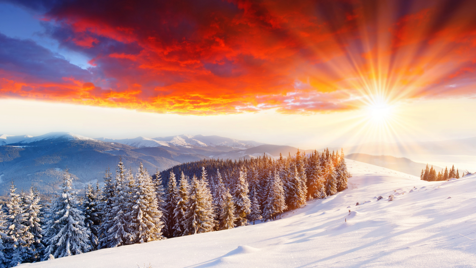 мороз, солнце, зима, дерево, зимние пейзажи, природа, свет, деревья, вьюга, утро, снегопад, холод, лучи, снег