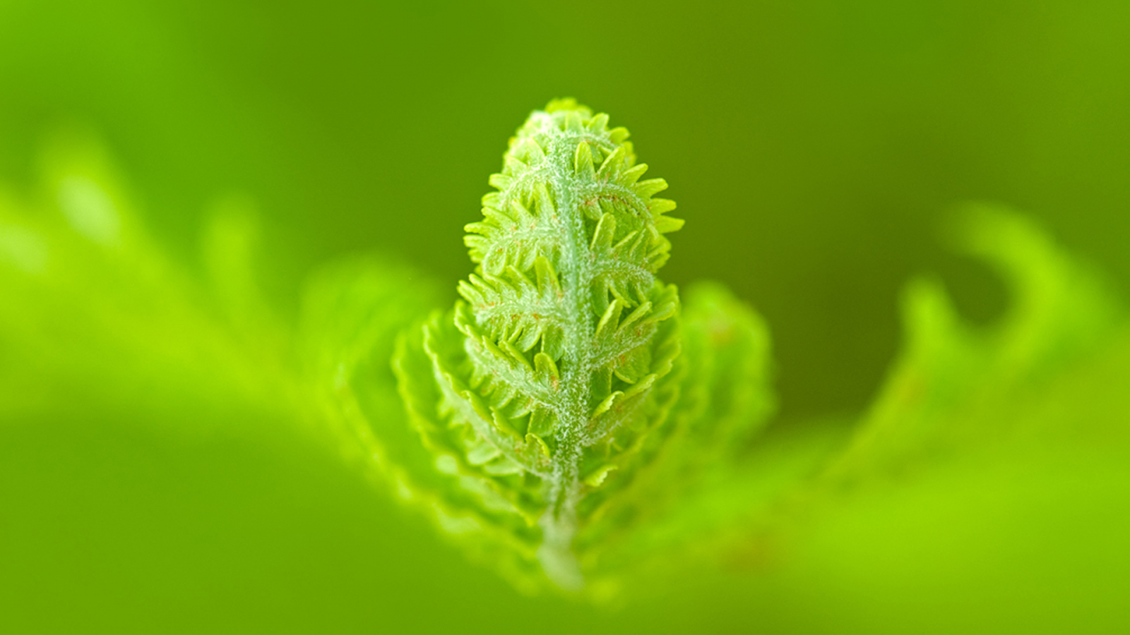 a green world, жизнь, зелень