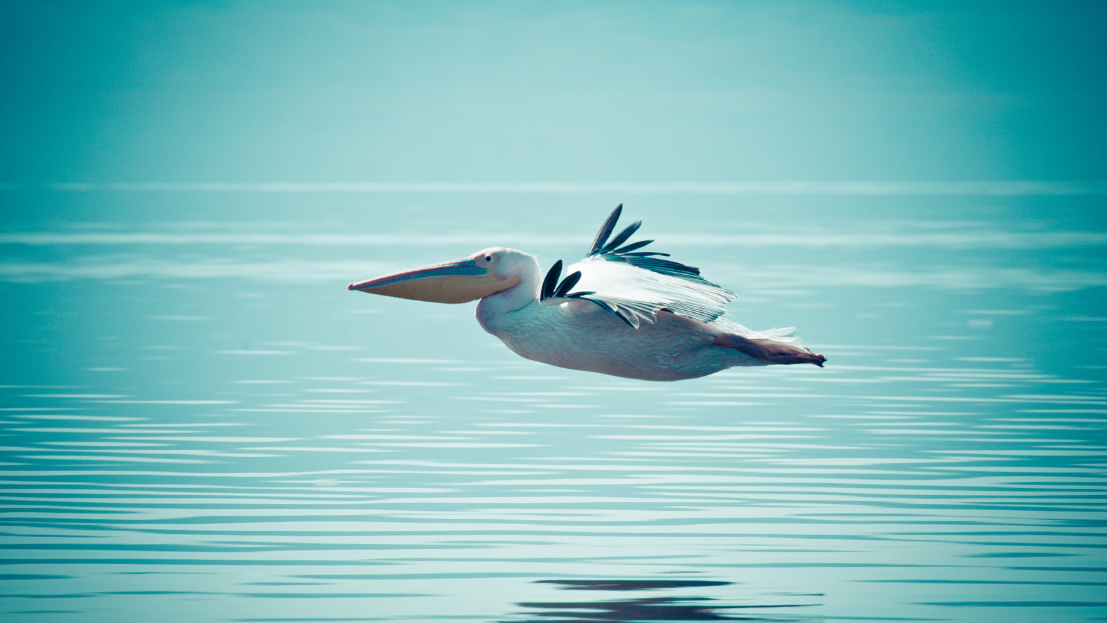 вода, полёт, пеликан