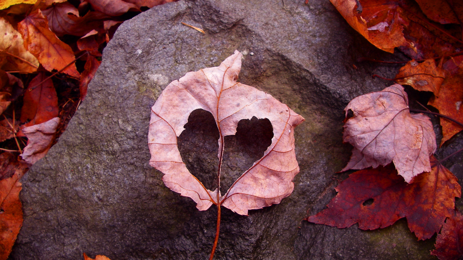 земля, камень, рамка, осень, чувство, heart, листья, лист, love, любовь
