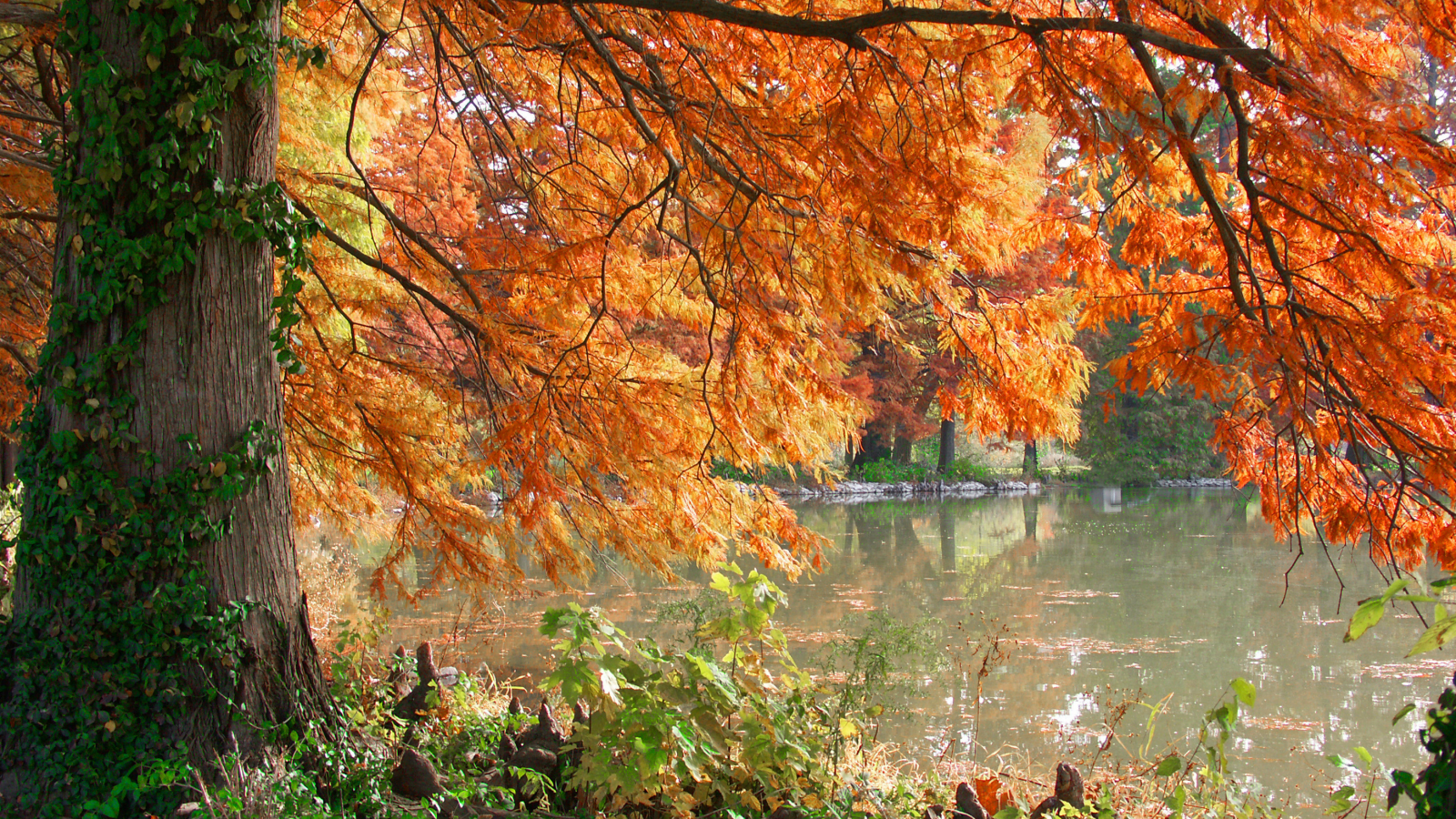 дерево, burning pond, озеро, осень