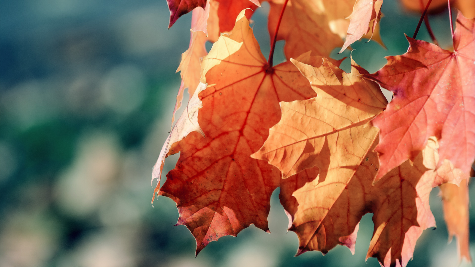 осень, клен, обои, фото, природа, макро, лучи, день, солнце, растения, листья