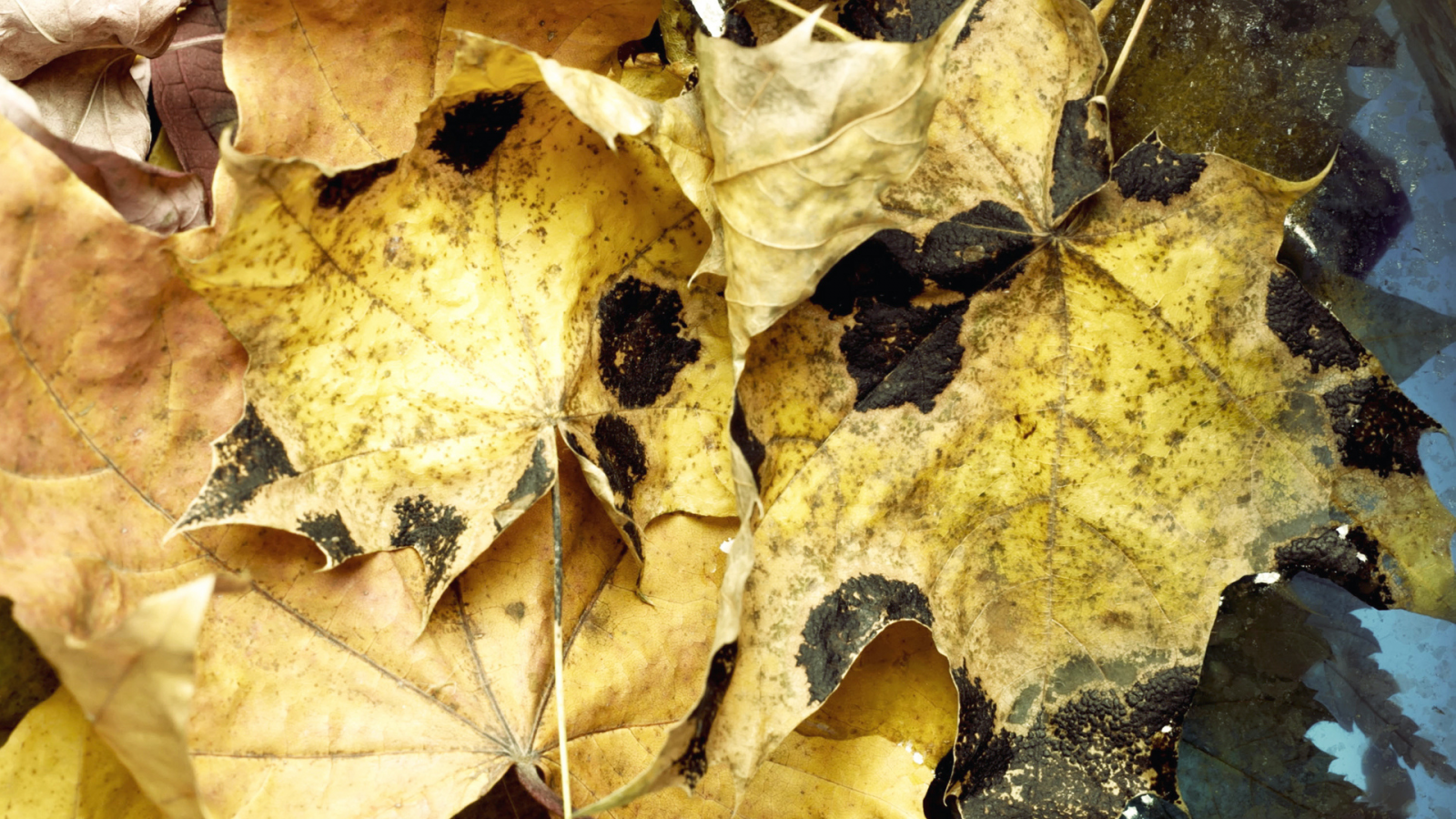 вода, leaves, макро, water, листья, autumn, осень, 1920x1080, macro