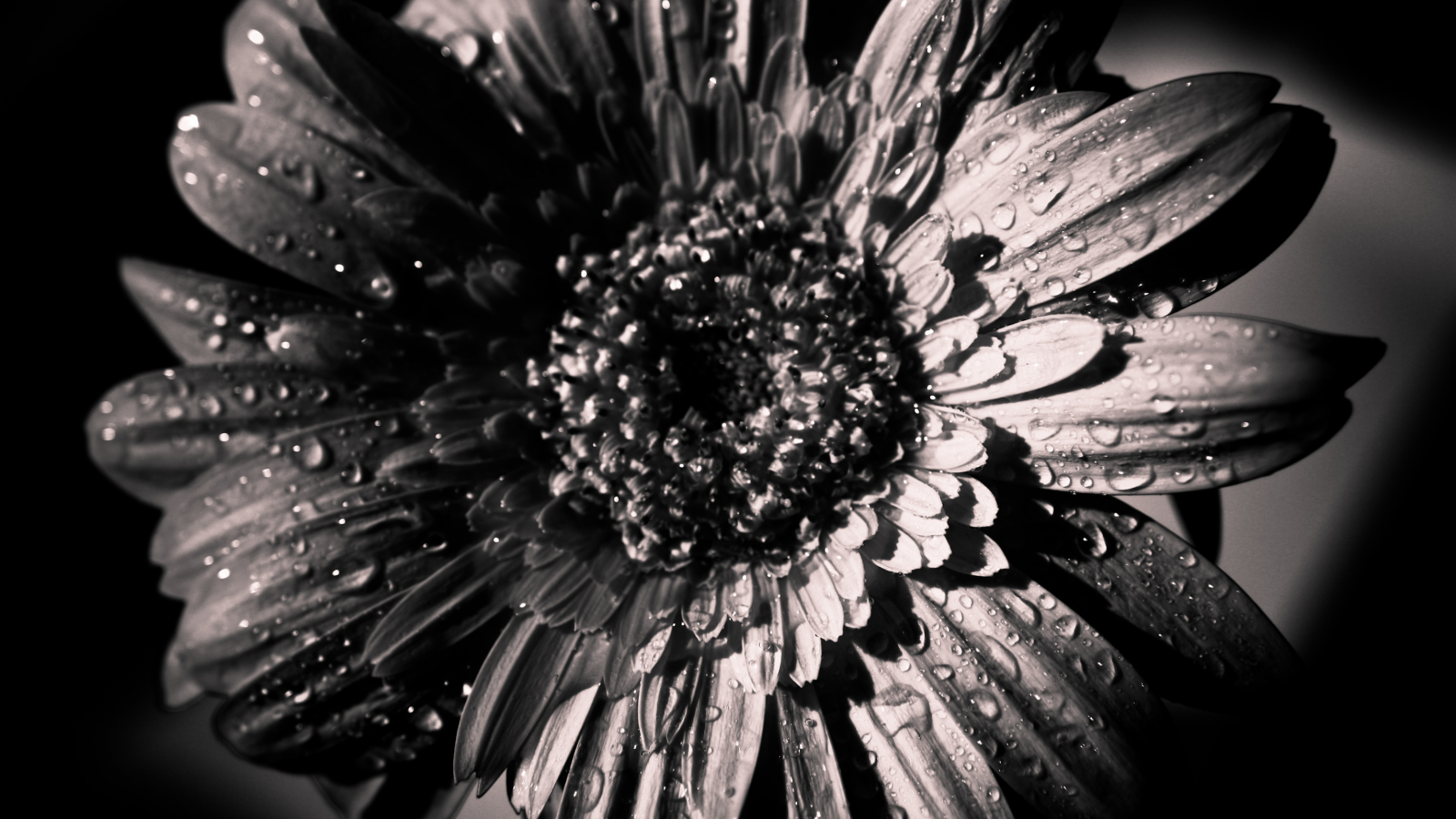 цветок, черно-белое, распустившийся, лепестки