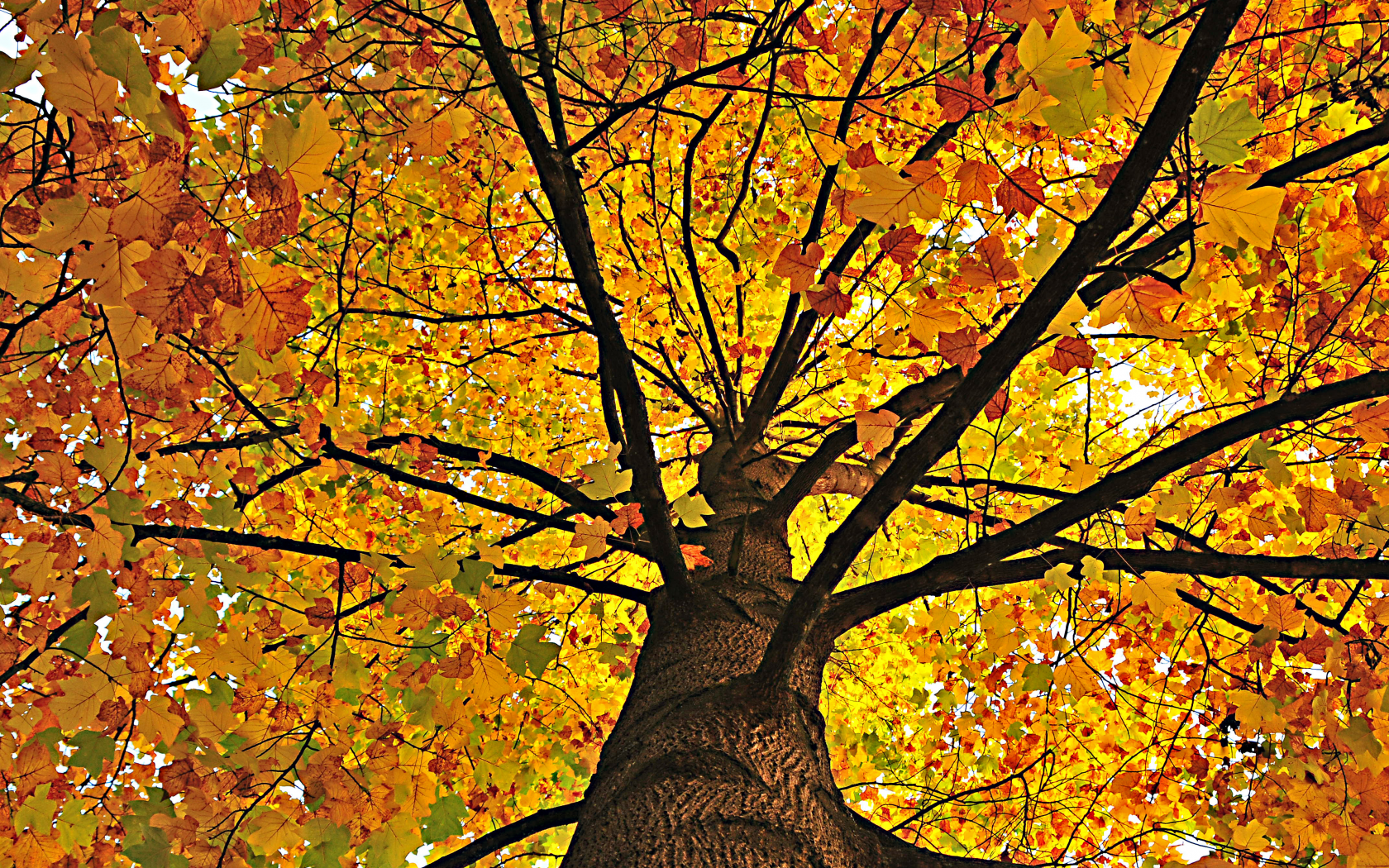 дерево, осень, листва, природа