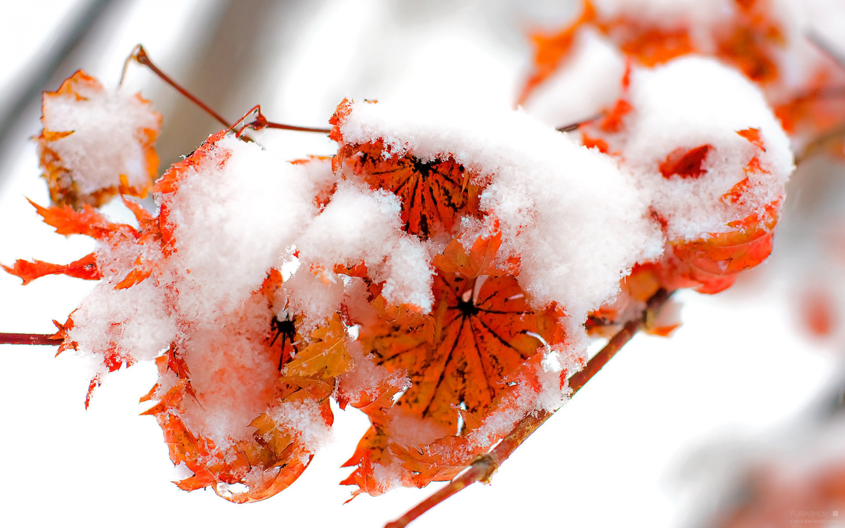 fire and snow, осень, зима, winter, листва