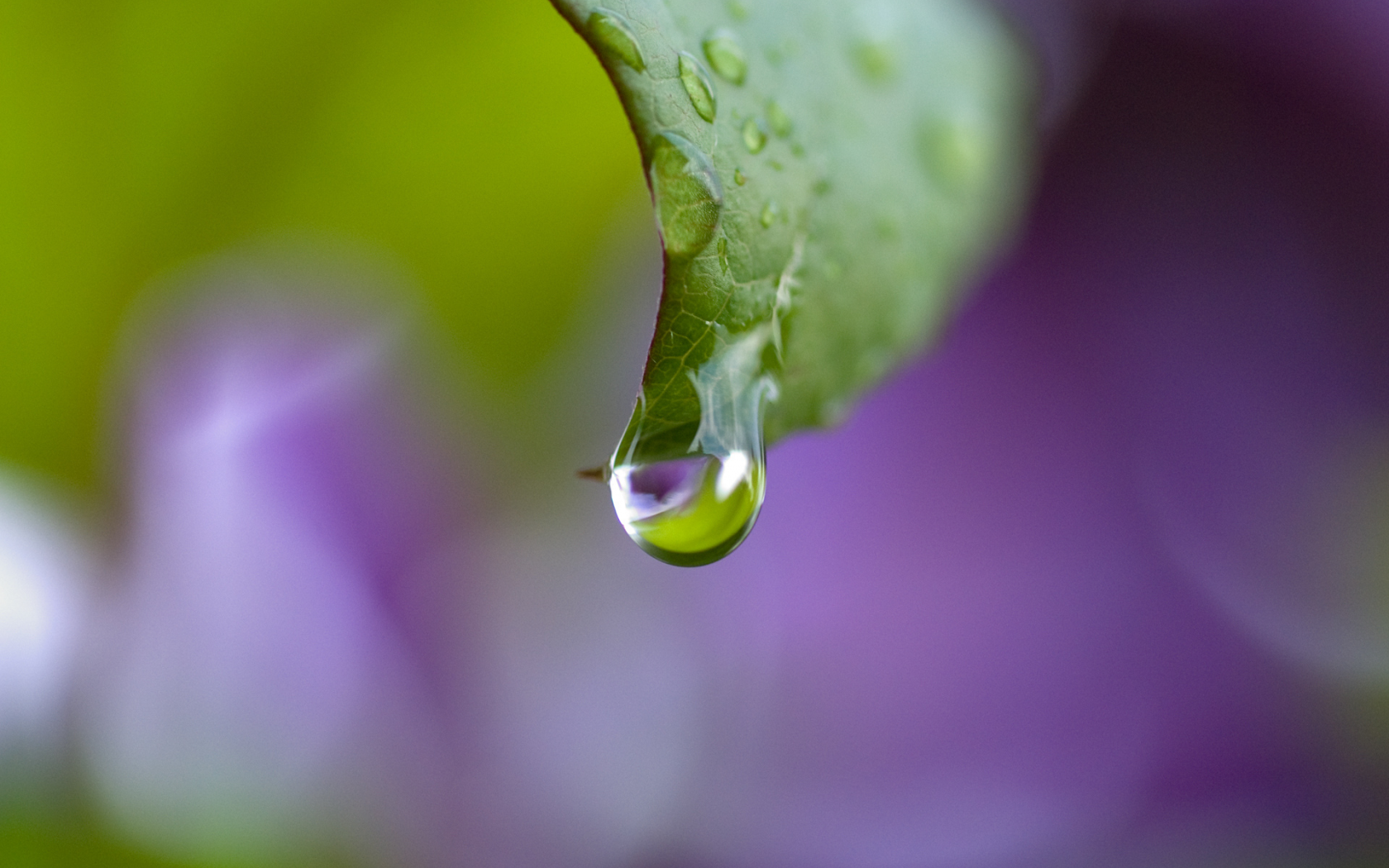 лист, purple drop, капли