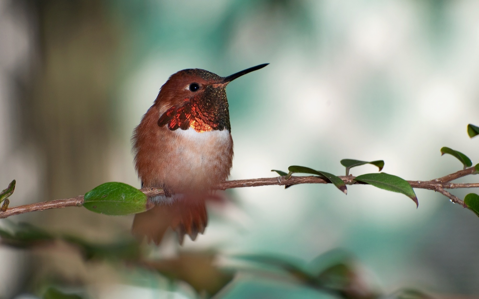 охристый колибри, rufous hummingbird, птичка
