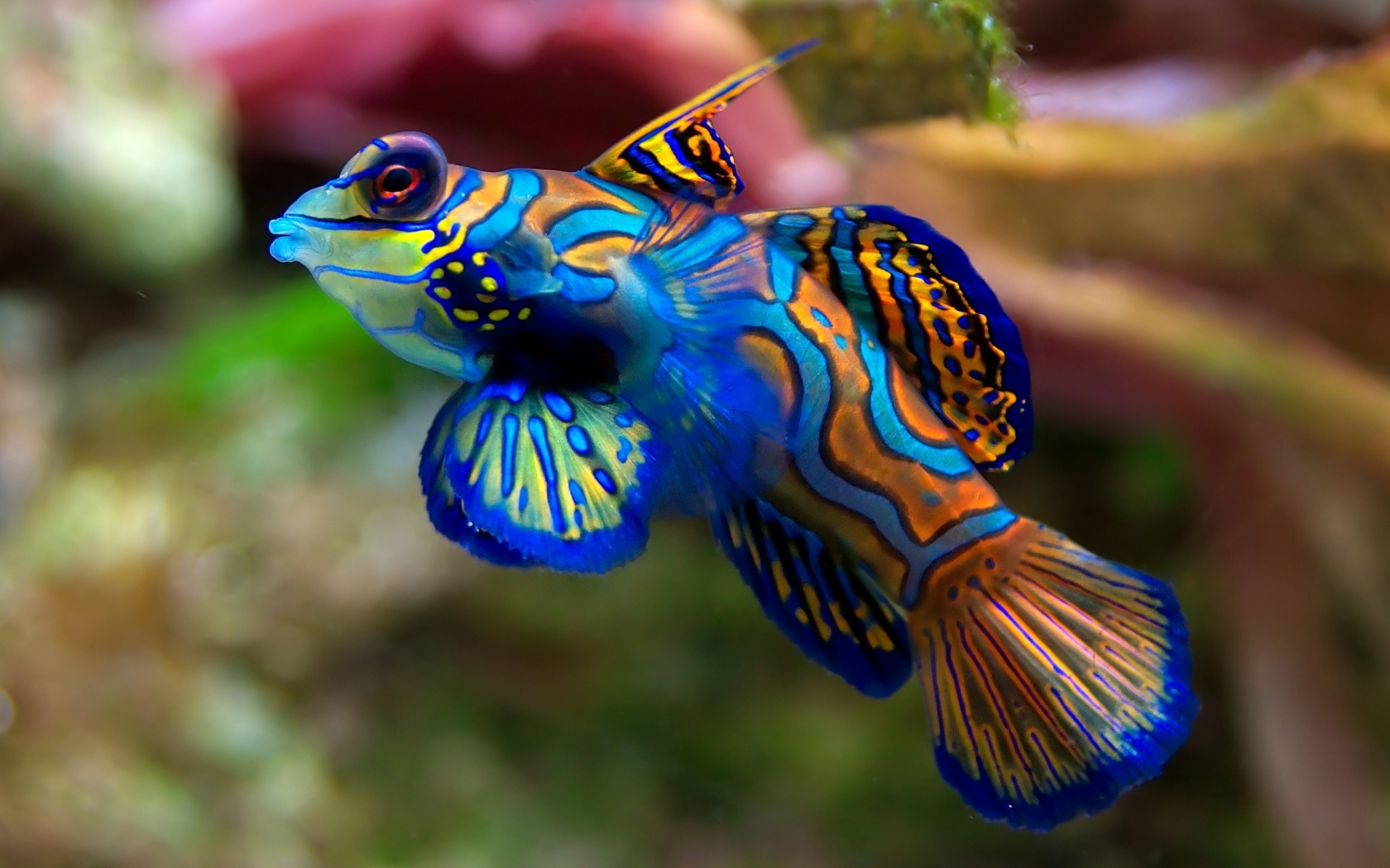 цвета, аквариум, рыба