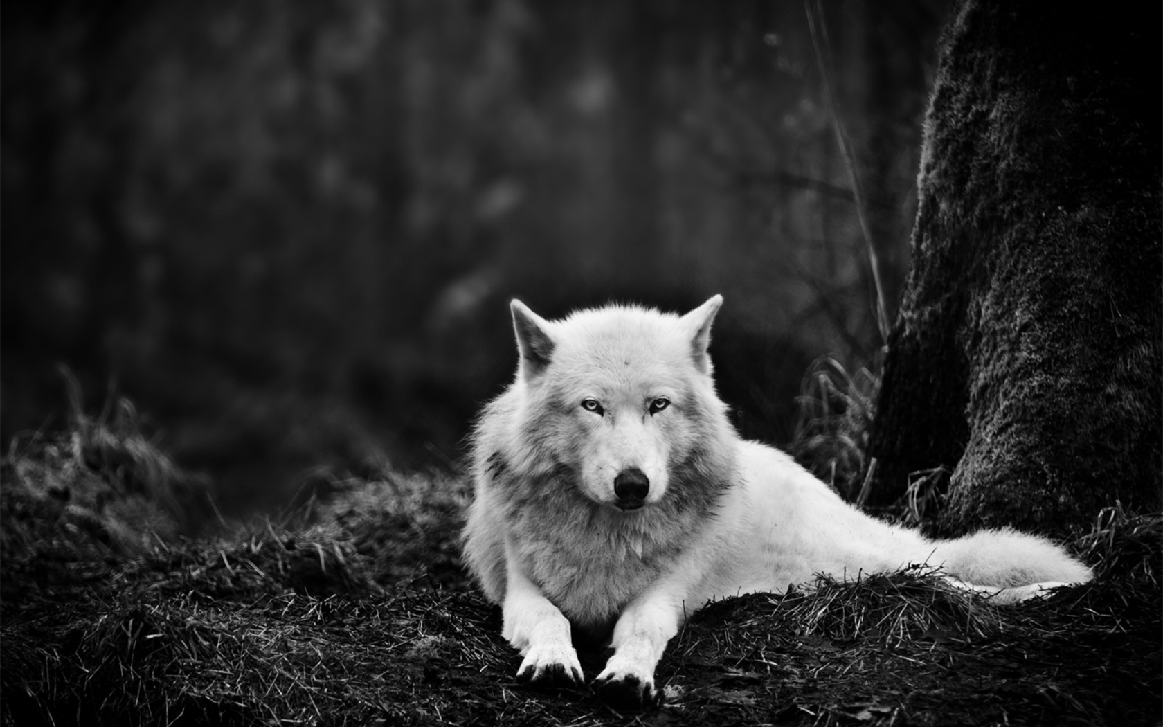 волк, лес, альбинос