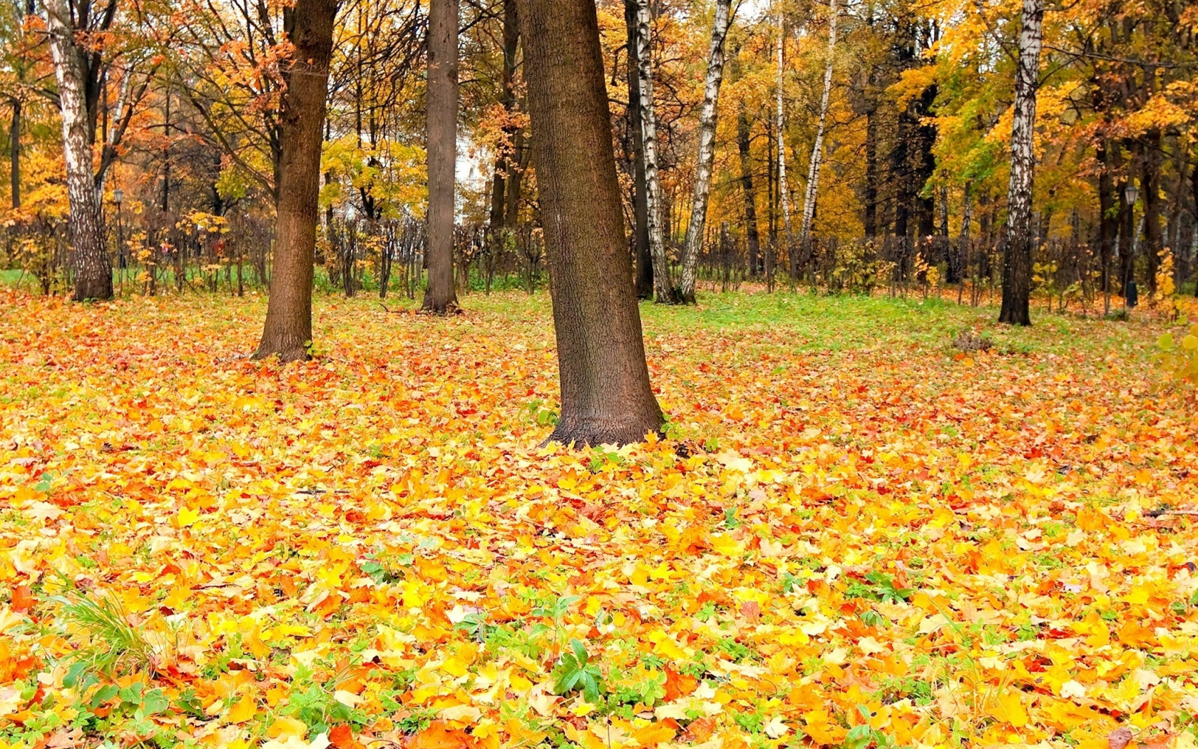 осень, листва, perfect autumn, опадаюшая, время, красок
