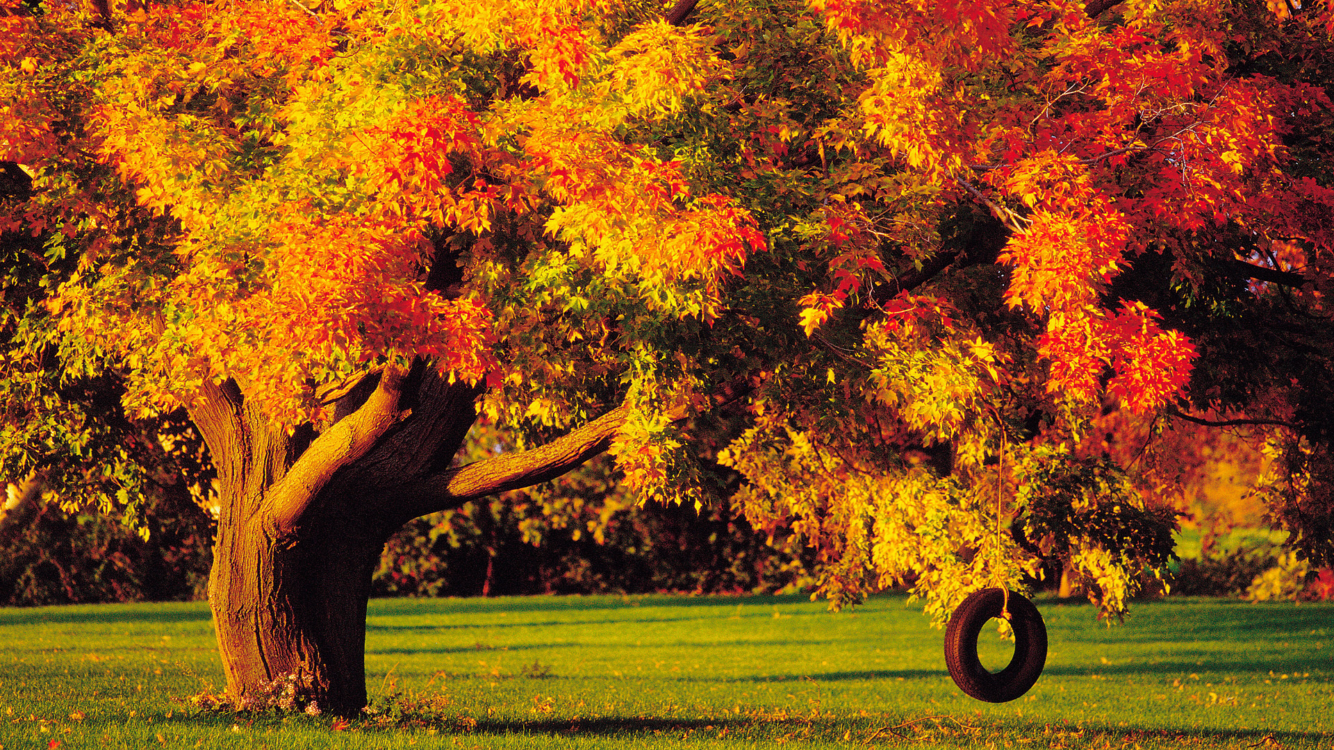 осень, дерево, колесо, качелька