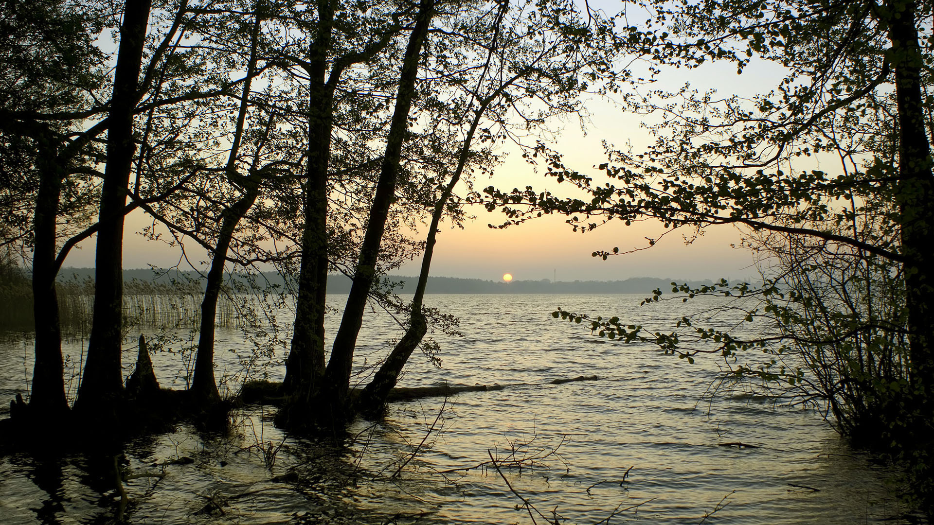 деревья, солнце, водоём, горизонт, минорно, закат, ветки, вода