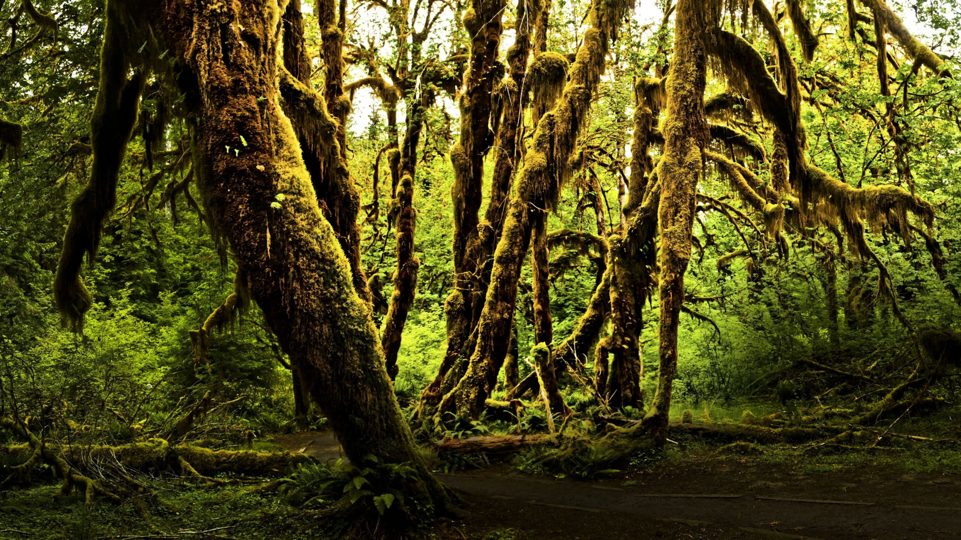 природа, зелень, мрачные деревья, полумрак, старый лес, деревья, лес, туман, мох