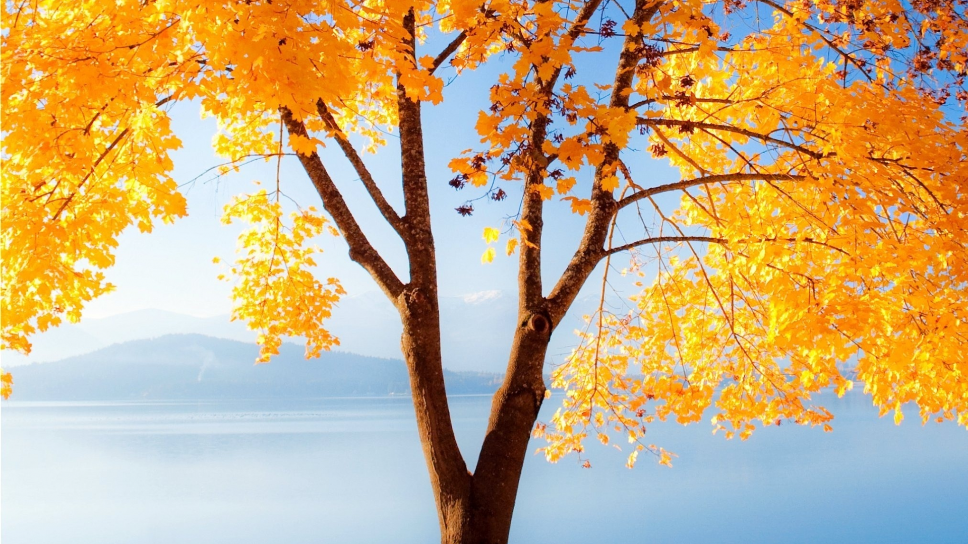 природа, дерево, золотое, осень