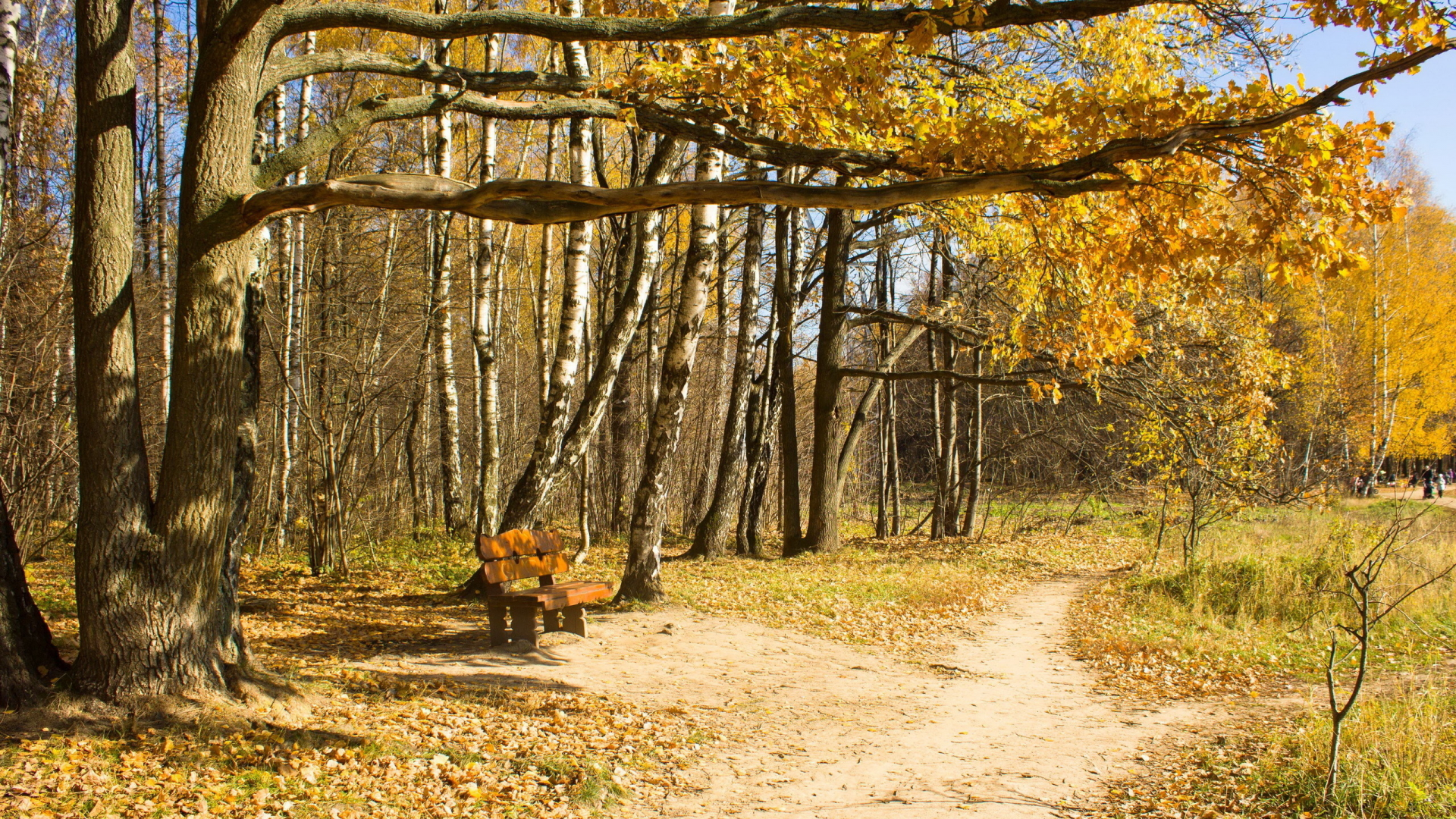 осень, деревья, скамья