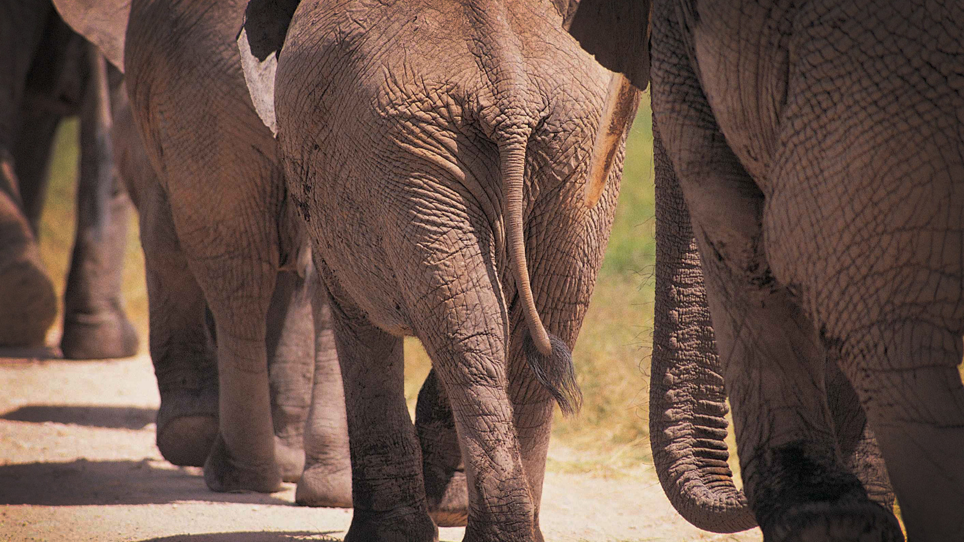 фото слонов, слоны, животные, большие животные, африка, elephants