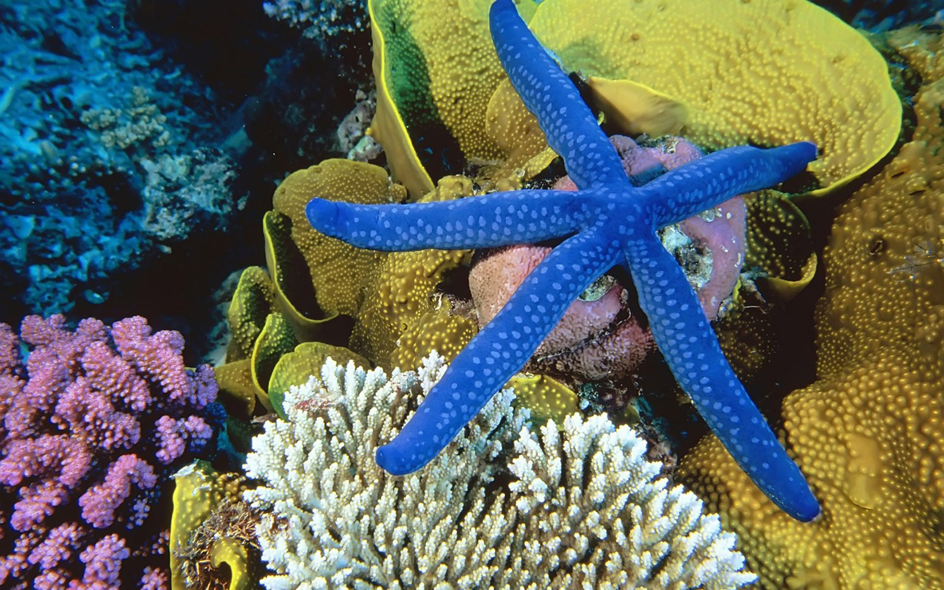 кораллы, подводный мир, морская звезда, underwater, море