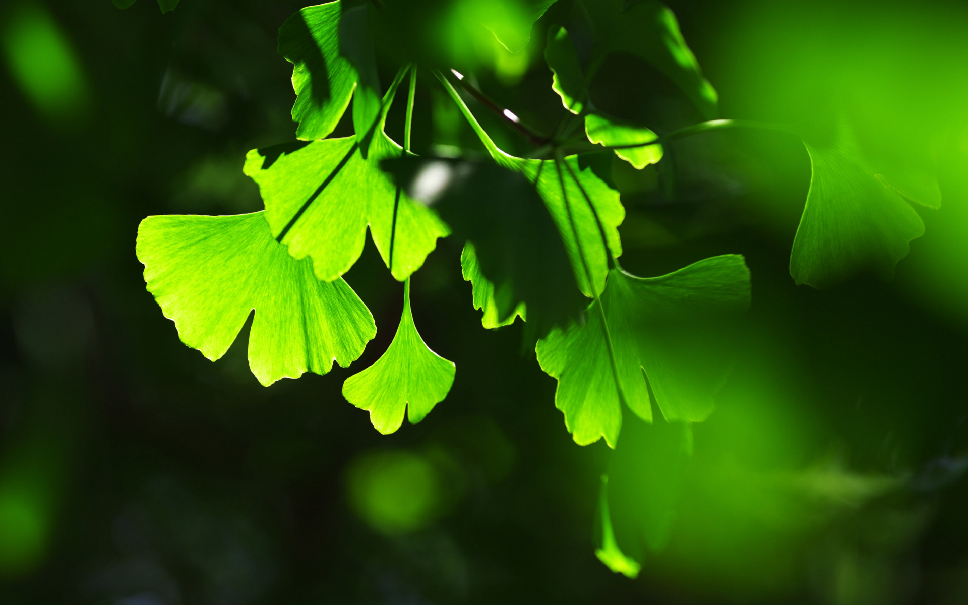 зелёные, фон, листья, тени, игра, света