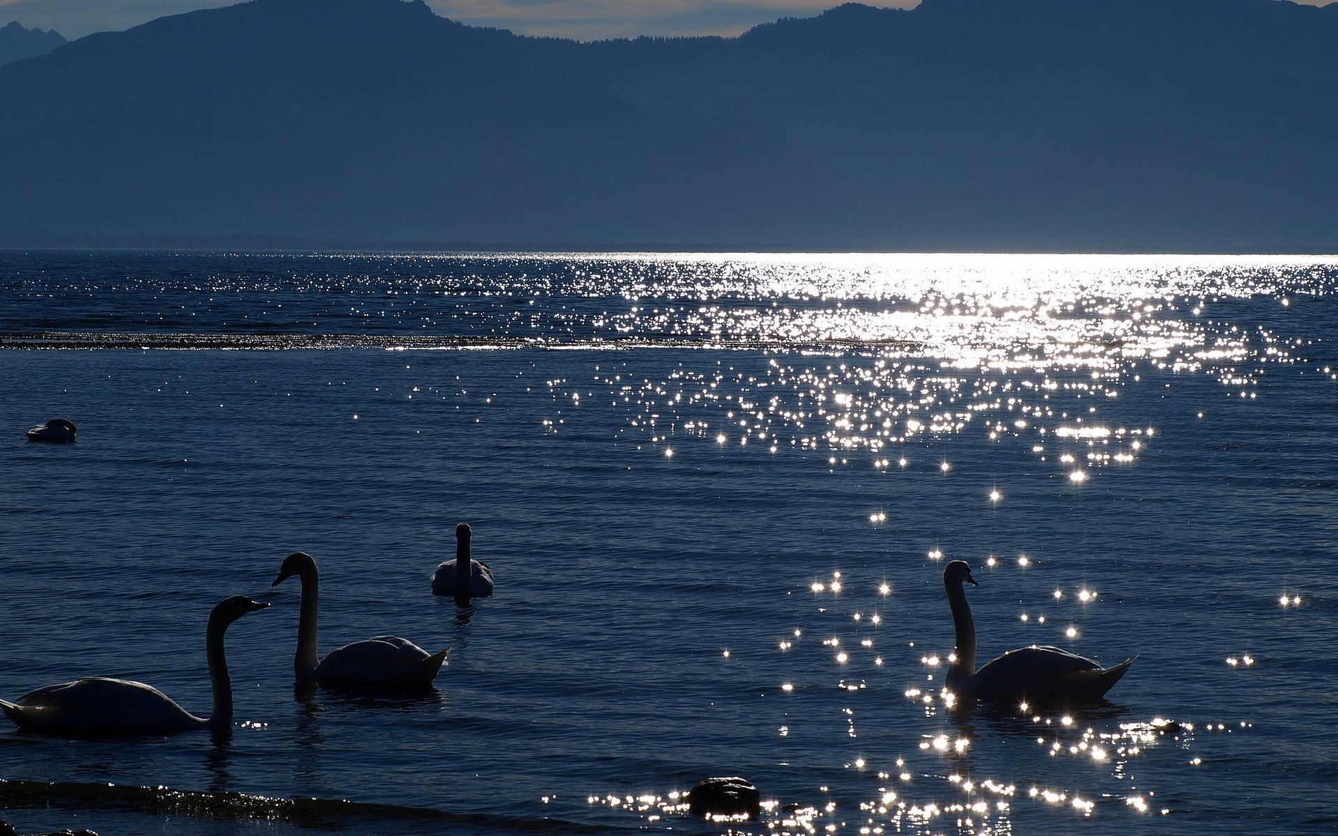 озеро, лебеди, вечер