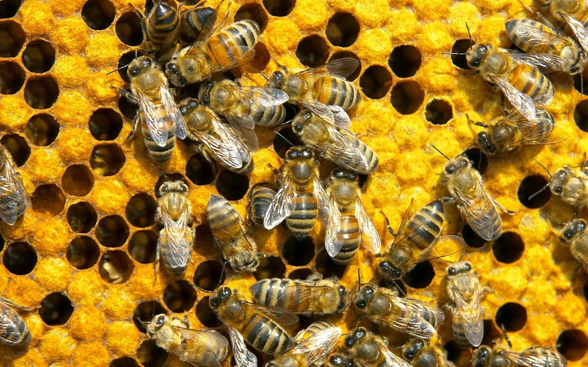 мед, пчелы, соты