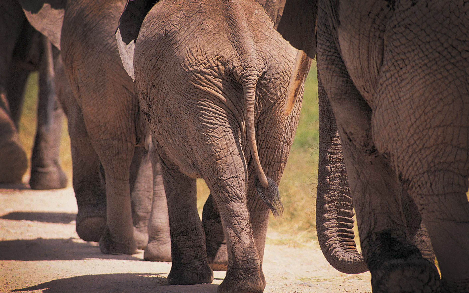 фото слонов, слоны, животные, большие животные, африка, elephants