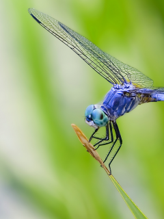 синий, макро, природа, живое, глаза, крылья, зеленый фон, листья, насекомое, стрекоза
