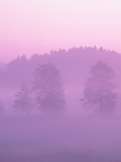 лес, розовый, туман