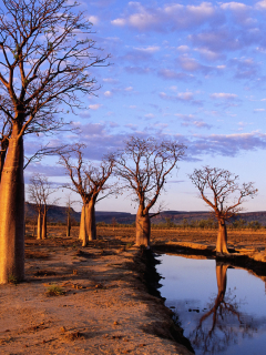on kimberley plateau, australia, boab trees