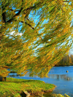 дерево, берег, природа, ива, осень, озеро