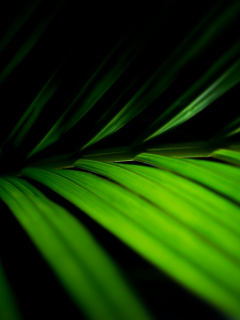 green macro, макро, листья, фото, зелёный