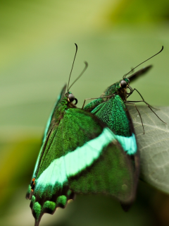 macro, бабочки, leaf, макро, insects, nature, 1920x1272, природа, butterflies, листок, насекомые